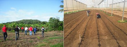 EXPERIENCIA DE INVESTIGACIÓN AGROECOLÓGICA EN SISTEMAS INTEGRADOS DE PRODUCCIÓN AGRÍCOLA INSULARES DE VENEZUELA