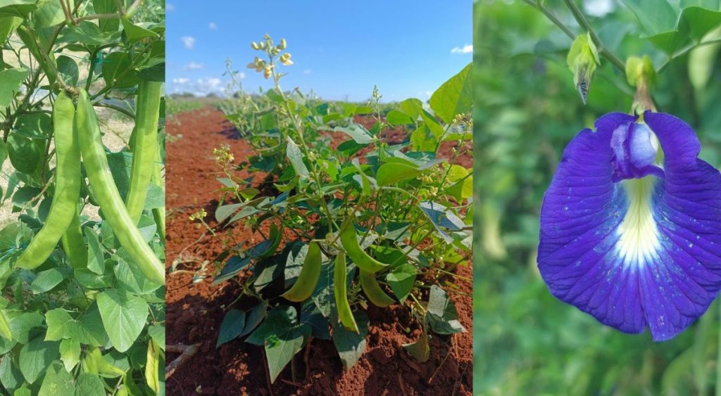 foto compuesta plantas de legumbres. detalle de fruto. tallos y hojas y flor