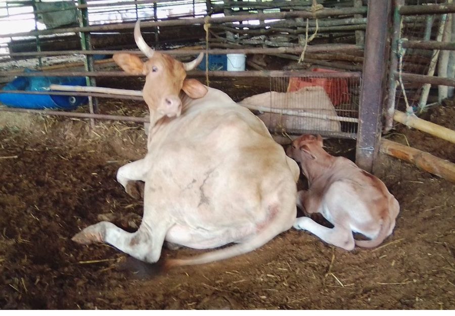 |Foto: Raúl Jesús Jiménez Solórzano. El estiércol de vaca, toro, o buey es uno de los materiales más comunes y valiosos para la elaboración de abonos orgánicos.