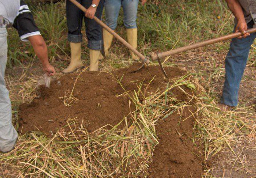 |Foto: Raúl Jesús Jiménez Solórzano. El estiércol de bovino es una excelente fuente de nutrientes esenciales para las plantas y el suelo