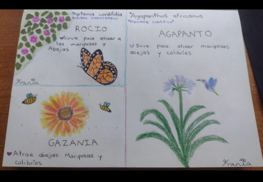 Dibujo: Frania Natividad Pérez Rosales (11 años) - México.