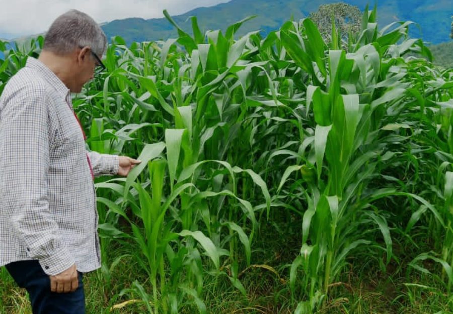 Contiene imagen de productor con cultivo de maíz orgánico