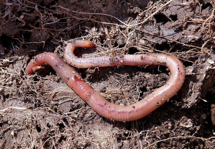 contiene imagen de lombriz californiana