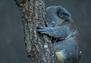 contienen foto de un koala en un árbol