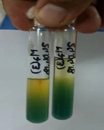 Coloración rojiza de las células de bacterias Gram negativas