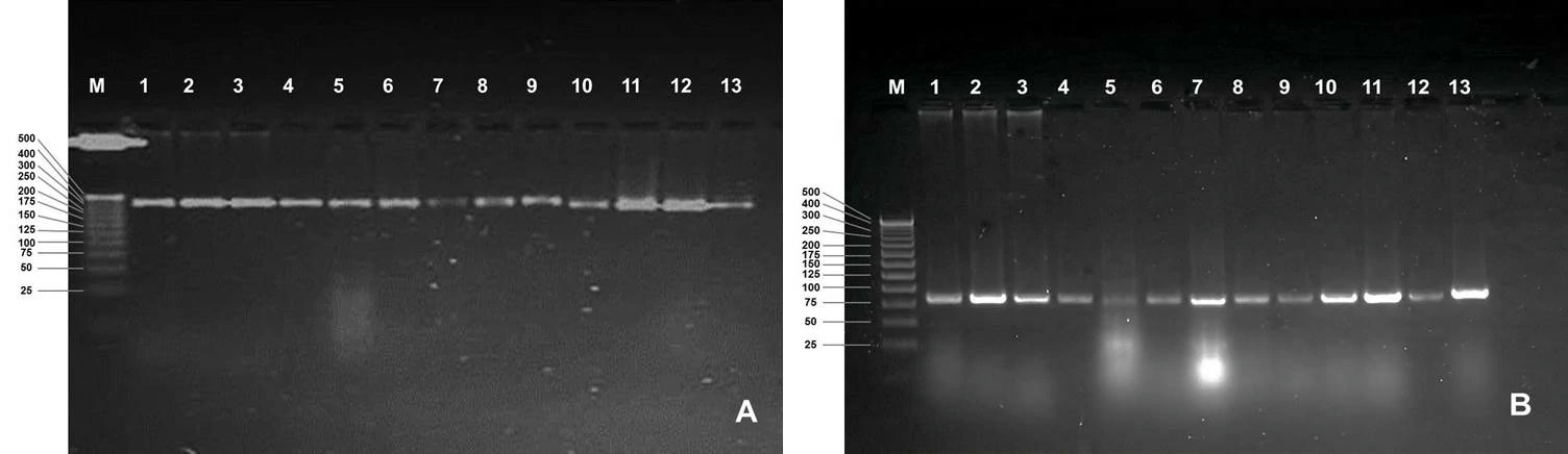 Perfiles electroforéticos en geles de agarosa empleando los iniciadores SSR Y181 (<strong>A</strong>) y Y64 (<strong>B</strong>) en vitroplantas de yuca regeneradas por embriogénesis somática y la planta madre