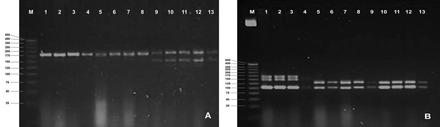 Perfiles electroforéticos en geles de agarosa empleando los iniciadores SSR Y63 (<strong>A</strong>) y Y171 (<strong>B</strong>) en vitroplantas de yuca regeneradas por embriogénesis somática y la planta madre