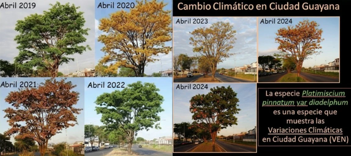 Observación fenológica de un roble <em width=